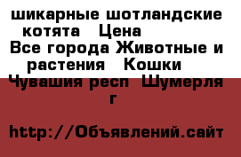 шикарные шотландские котята › Цена ­ 15 000 - Все города Животные и растения » Кошки   . Чувашия респ.,Шумерля г.